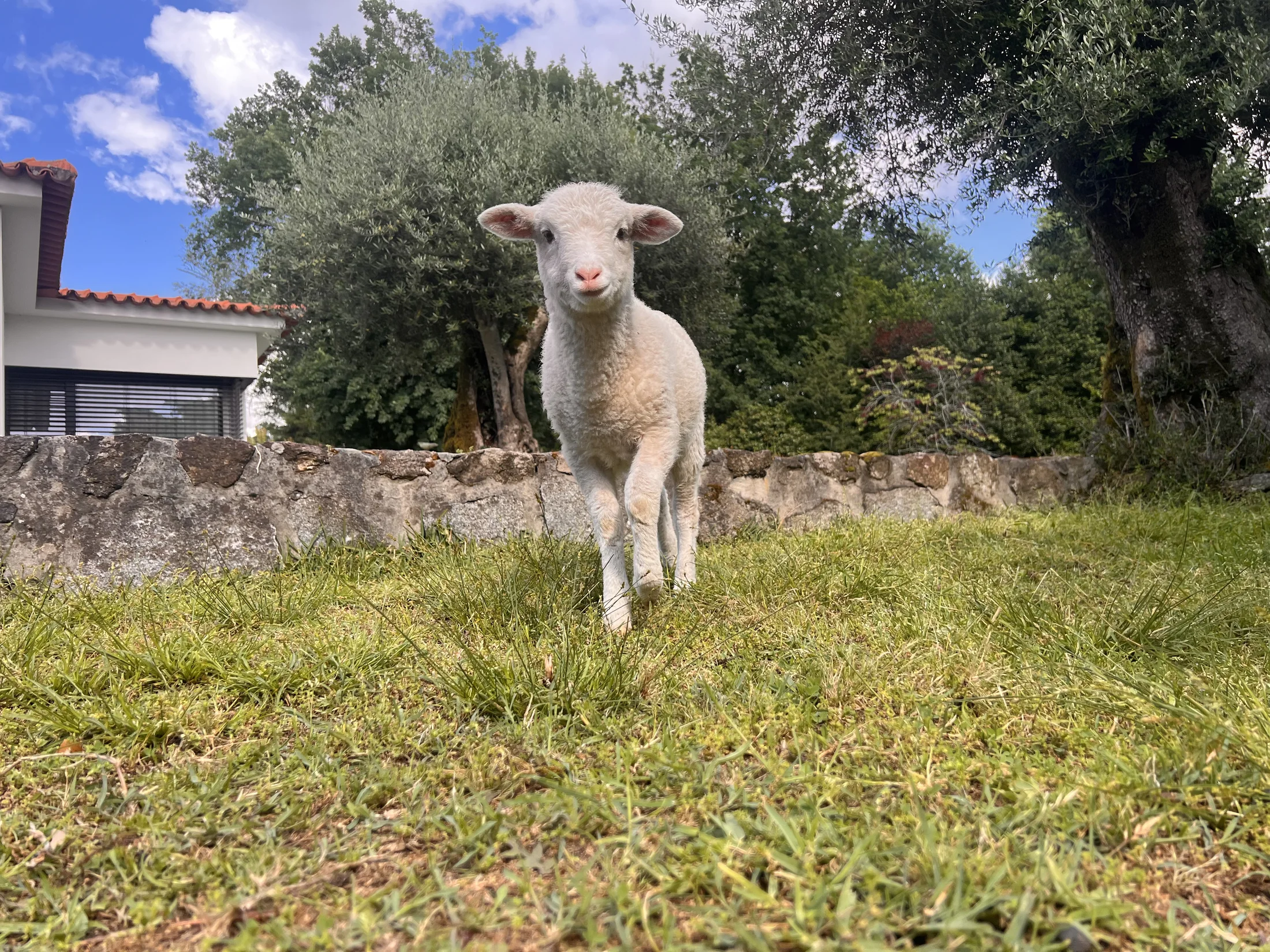 Cordeiro na quinta
